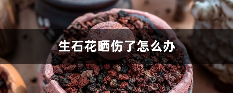 生石花晒伤了怎么办 生石花晒伤了怎么办
