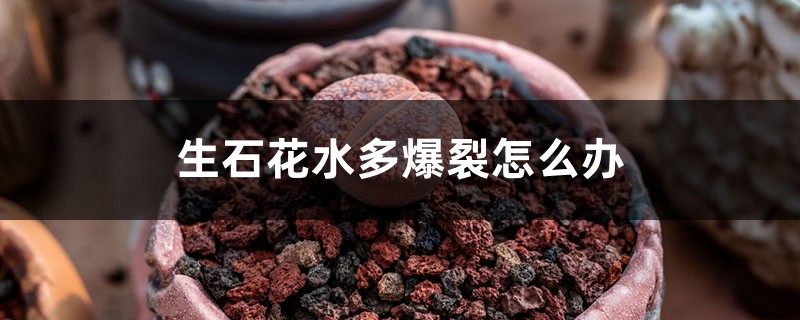 生石花水多爆裂怎么办 生石花水多爆裂怎么办