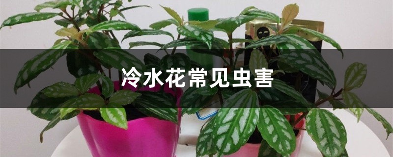 冷水花常见虫害 冷水花常见虫害