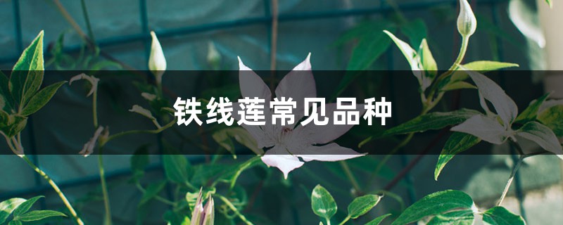 铁线莲常见品种 铁线莲常见品种