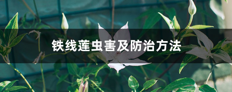 铁线莲虫害及防治方法 铁线莲虫害及防治方法