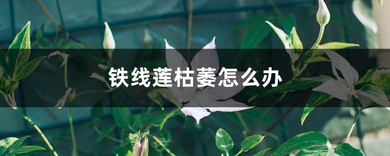 铁线莲枯萎怎么办 铁线莲枯萎怎么办