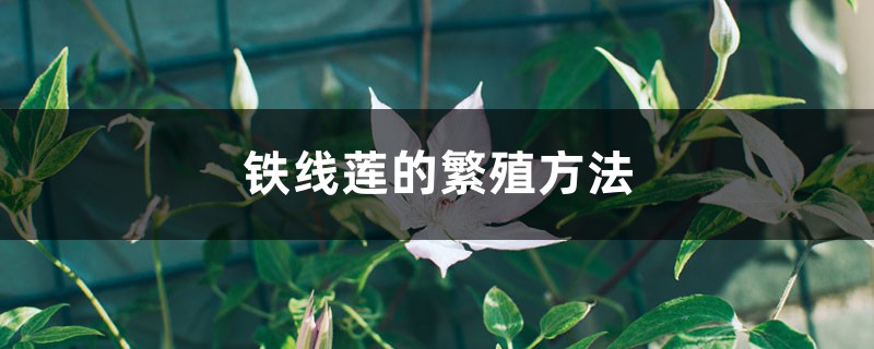 铁线莲的繁殖方法 铁线莲的繁殖方法