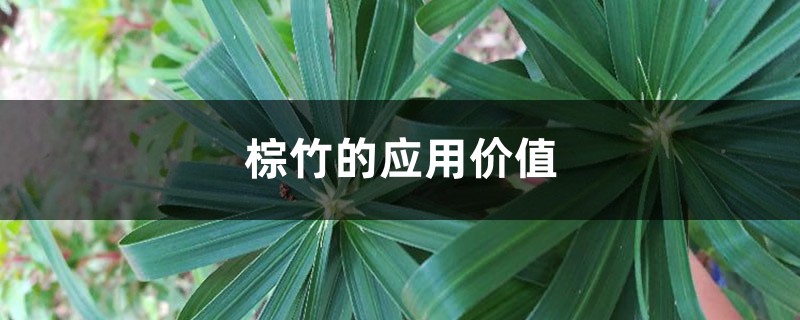 棕竹的应用价值 棕竹的应用价值