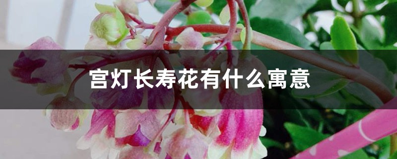 宫灯长寿花有什么寓意 宫灯长寿花有什么寓意
