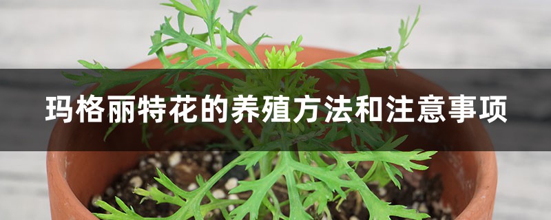 玛格丽特花的养殖方法和注意事项 玛格丽特花的养殖方法和注意事项