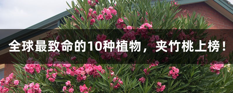 全球最致命的10种植物,夹竹桃上榜! 全球最致命的10种植物,夹竹桃上榜!