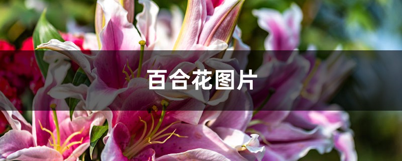 百合花图片 百合花图片