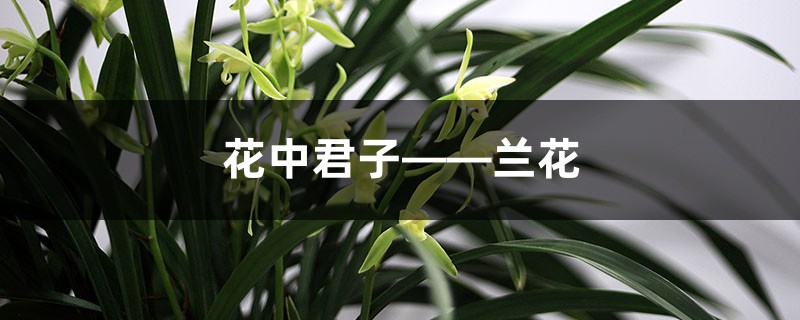 花中君子——兰花 花中君子——兰花