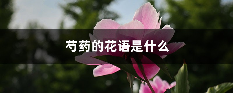 芍药的花语是什么 芍药的花语是什么