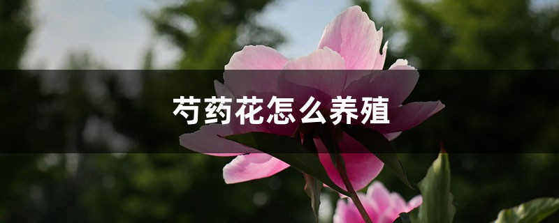 芍药花怎么养殖 芍药花怎么养殖
