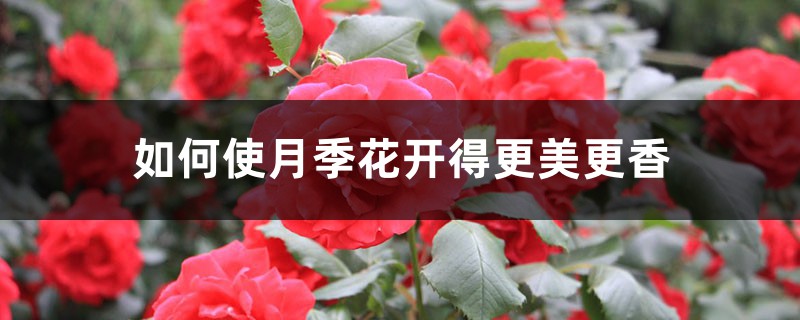 如何使月季花开得更美更香 如何使月季花开得更美更香