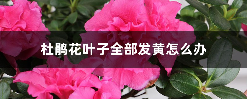 杜鹃花叶子全部发黄怎么办 杜鹃花叶子全部发黄怎么办