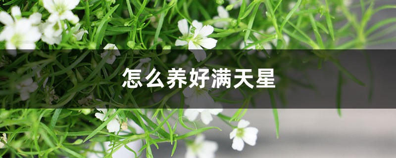 怎么养好满天星 怎么养好满天星