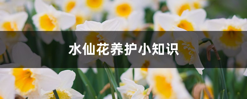水仙花养护小知识 水仙花养护小知识
