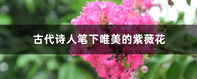 古代诗人笔下唯美的紫薇花 古代诗人笔下唯美的紫薇花