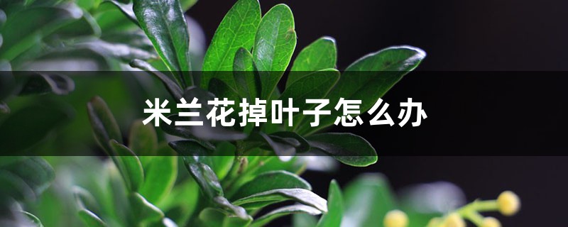 米兰花掉叶子怎么办 米兰花掉叶子怎么办