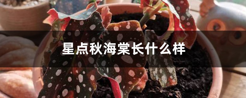 星点秋海棠长什么样 星点秋海棠长什么样