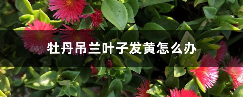 牡丹吊兰叶子发黄怎么办 牡丹吊兰叶子发黄怎么办
