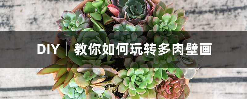 DIY│教你如何玩转多肉壁画 DIY│教你如何玩转多肉壁画