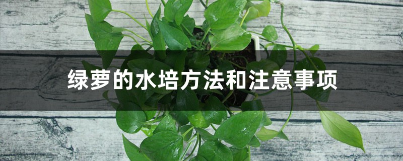 绿萝的水培方法和注意事项 绿萝的水培方法和注意事项