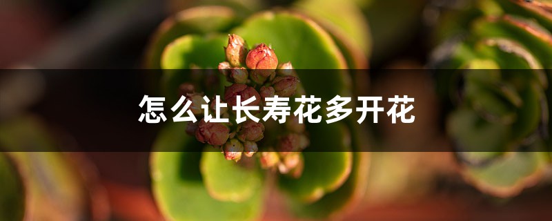 怎么让长寿花多开花 怎么让长寿花多开花