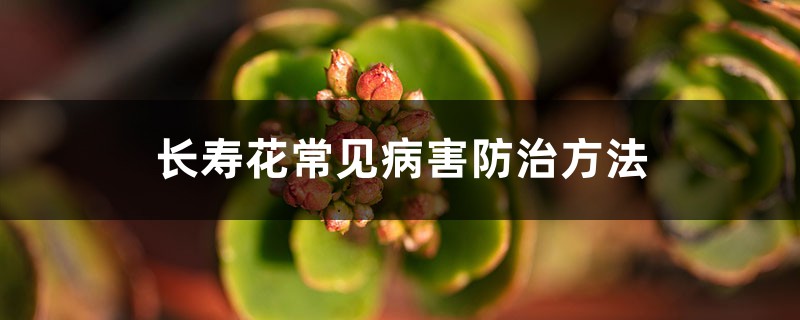长寿花常见病害防治方法 长寿花常见病害防治方法