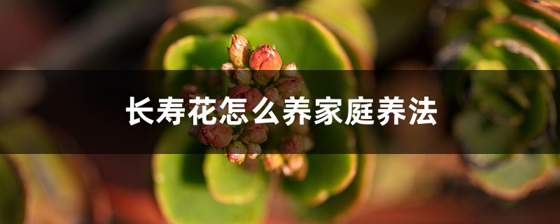 长寿花怎么养家庭养法 长寿花怎么养家庭养法