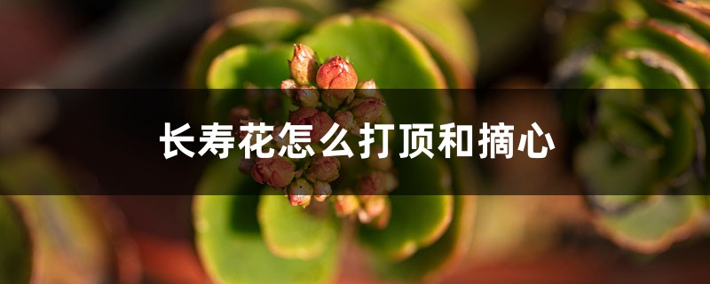 长寿花怎么打顶和摘心 长寿花怎么打顶和摘心