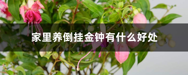 家里养倒挂金钟有什么好处 家里养倒挂金钟有什么好处