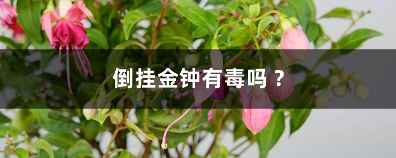 倒挂金钟有毒吗 ? 倒挂金钟有毒吗 ?