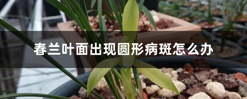 春兰叶面出现圆形病斑怎么办 春兰叶面出现圆形病斑怎么办