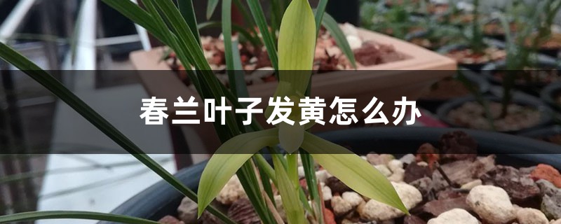 春兰叶子发黄怎么办 春兰叶子发黄怎么办