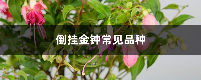 倒挂金钟常见品种 倒挂金钟常见品种