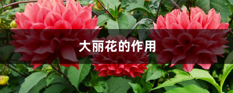 大丽花的作用 大丽花的作用