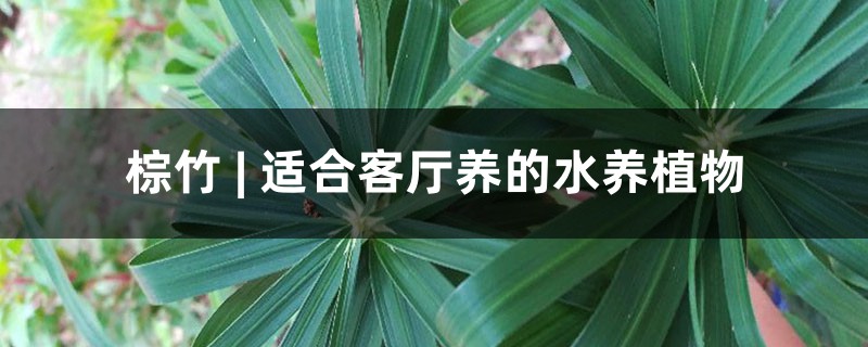 棕竹 | 适合客厅养的水养植物 棕竹 | 适合客厅养的水养植物