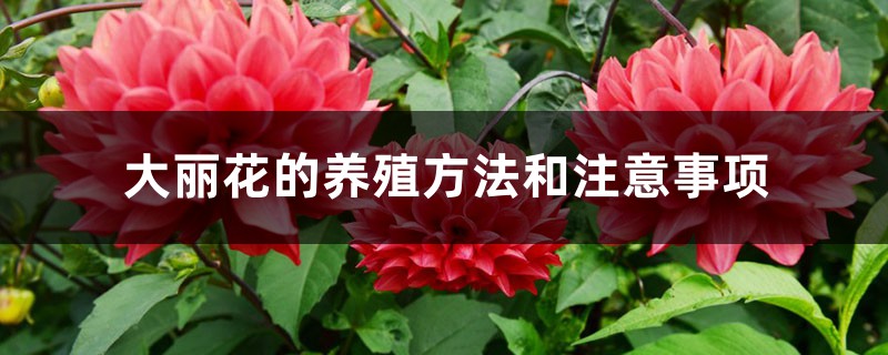 大丽花的养殖方法和注意事项 大丽花的养殖方法和注意事项