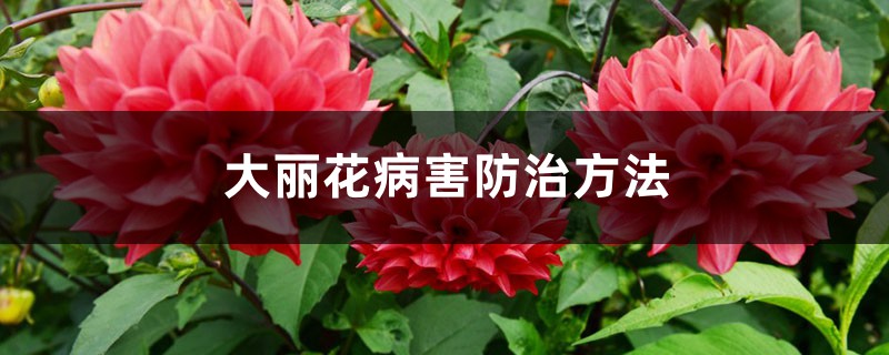 大丽花病害防治方法 大丽花病害防治方法