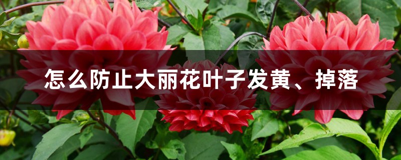 怎么防止大丽花叶子发黄、掉落 怎么防止大丽花叶子发黄、掉落