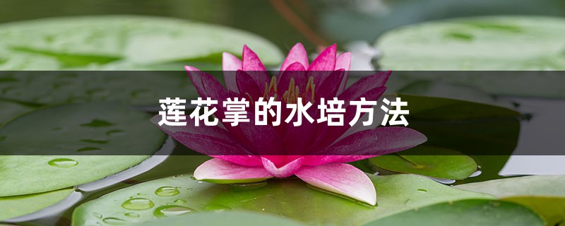 莲花掌的水培方法 莲花掌的水培方法