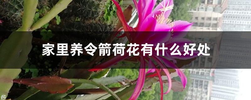 家里养令箭荷花有什么好处 家里养令箭荷花有什么好处