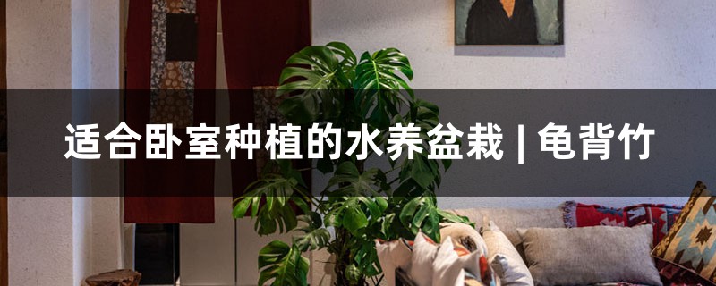 适合卧室种植的水养盆栽 | 龟背竹 适合卧室种植的水养盆栽 | 龟背竹