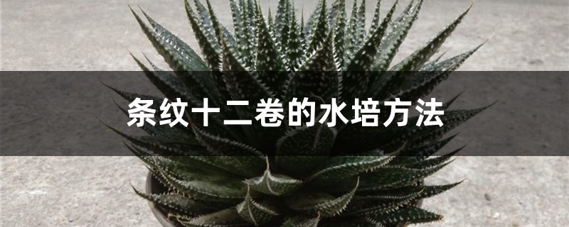 条纹十二卷的水培方法 条纹十二卷的水培方法