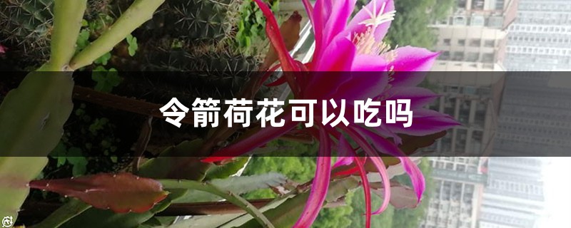 令箭荷花可以吃吗 令箭荷花可以吃吗