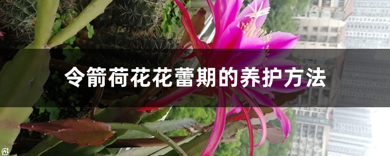 令箭荷花花蕾期的养护方法 令箭荷花花蕾期的养护方法
