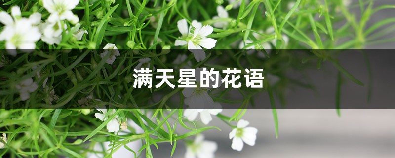 满天星的花语 满天星的花语