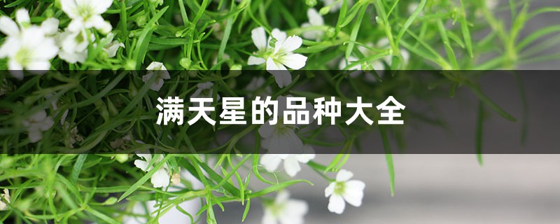 满天星的品种大全 满天星的品种大全