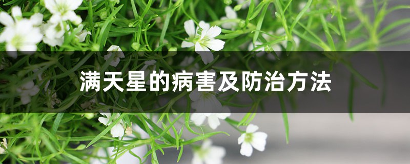 满天星的病害及防治方法 满天星的病害及防治方法