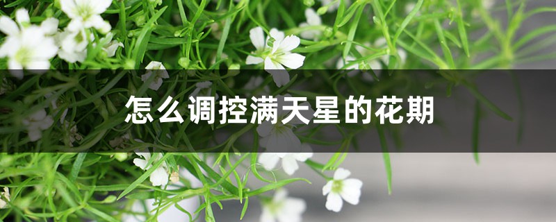 怎么调控满天星的花期 怎么调控满天星的花期