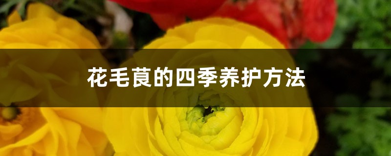 花毛茛的四季养护方法 花毛茛的四季养护方法